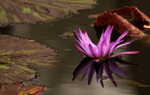 Flower, leaves, water, lake, pond, pink, lilac, Nymphaeum