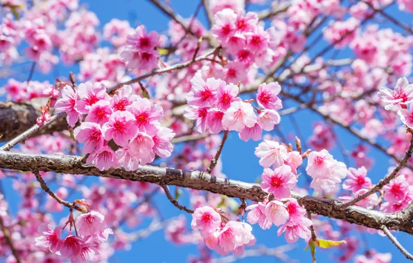 Picture branches, spring, Sakura, flowering, pink, blossom, sakura, cherry