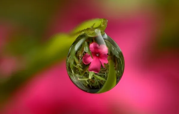Picture NATURE, GRASS, ROSA, WATER, DROPS, REFLECTION, LEAF, STEM