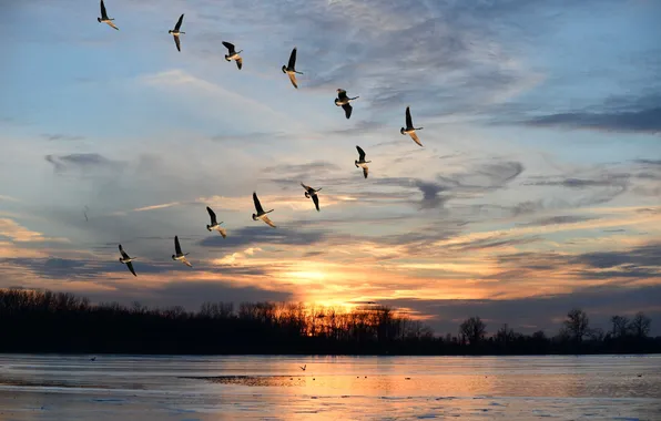 Picture animals, the sky, clouds, landscape, nature, horizon, flight, a flock of birds