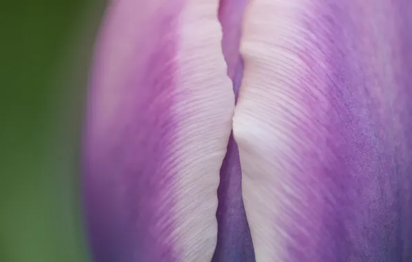 Macro, spring, petals, tulips, buds