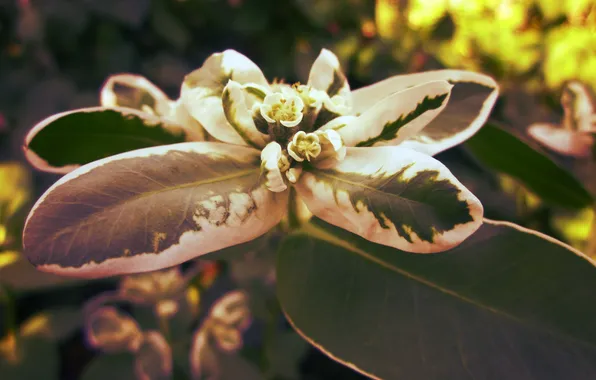 Summer, macro, the bride