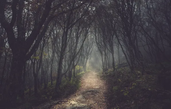 Picture forest, trees, track, alley, path, gloomy