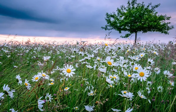 Picture flowers, tree, chamomile, Germany, Bayern, meadow, Germany, Bavaria