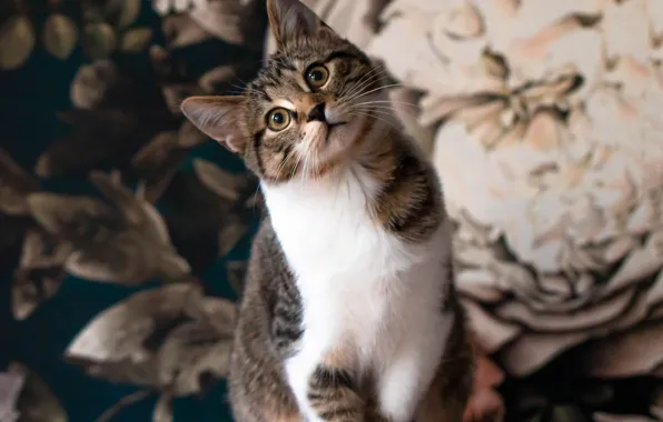 Cat, cat, look, pose, face