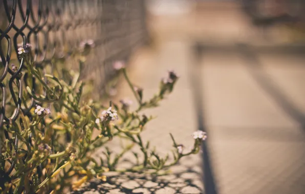 Picture macro, flowers, background, mesh, widescreen, Wallpaper, the fence, blur
