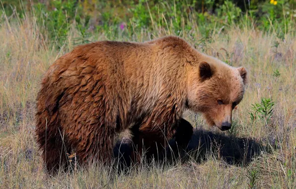Picture summer, grass, pose, glade, bear, meadow, bear, bear