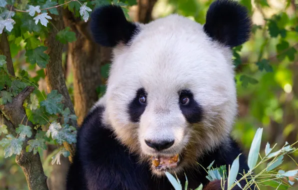 Look, branches, portrait, bear, Panda, bear, face