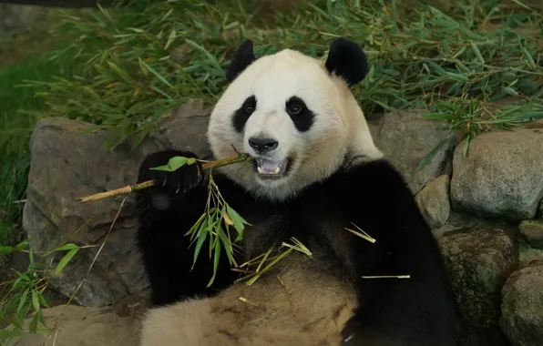 Face, leaves, nature, pose, stones, bamboo, bear, Panda