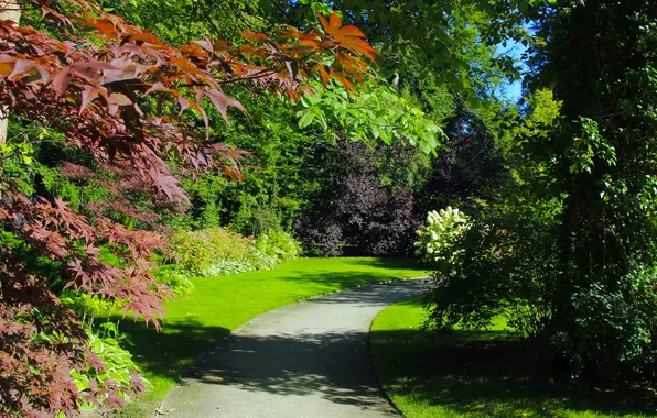 Trees, park, garden, plants, alley