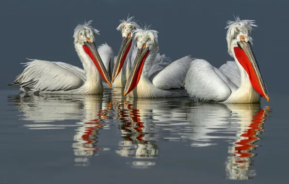 Picture bird, Pelican, Dalmatian Pelican