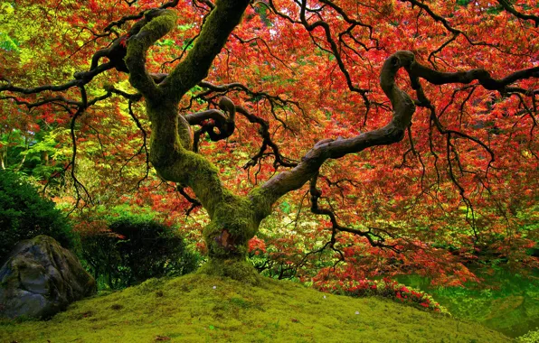 Picture red, nature, maple, Japanese garden