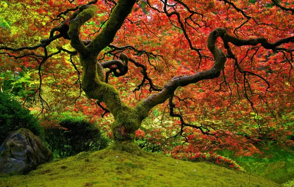 Red, nature, maple, Japanese garden