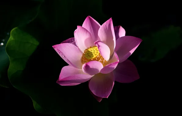 Picture leaves, light, flowers, bright, shadow, petals, Lotus, pink