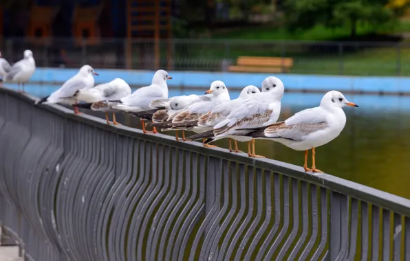 Summer, birds, bridge, river, shore, seagulls, pack, the fence