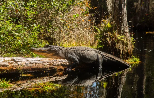 Water, sun, predator, crocodile, reptile