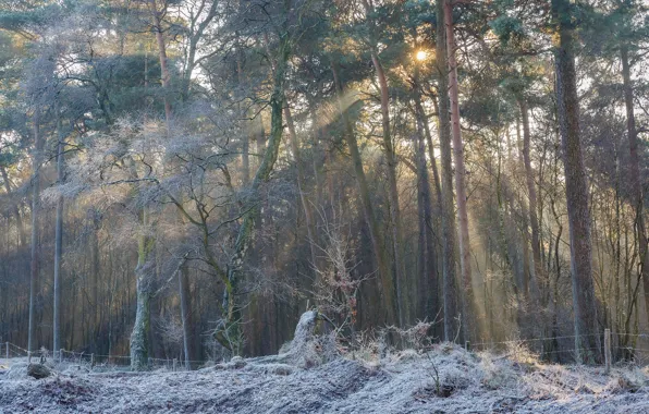 Frost, forest, trees, Netherlands, Netherlands, Gelderland, Rheden, Rheden