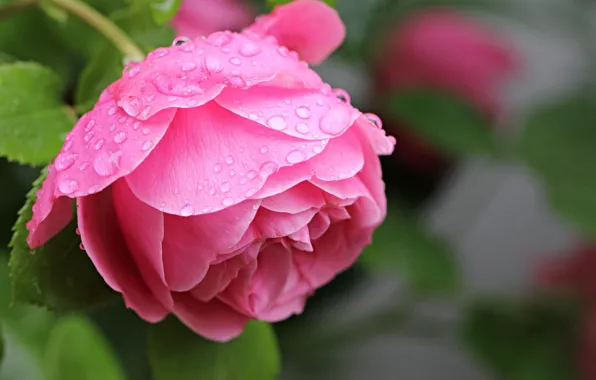 Pink rose, drops, the leaves of roses