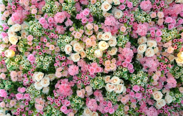 Flowers, Roses, buds, roses