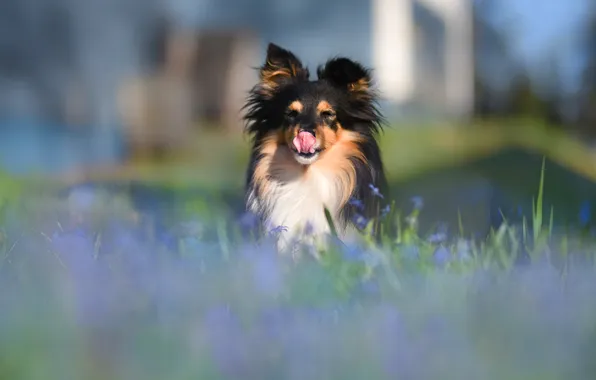Language, look, flowers, nature, pose, glade, dog, spring