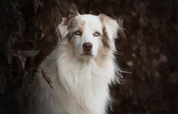 Look, face, portrait, dog, Australian shepherd, Aussie