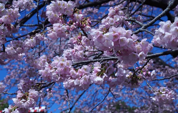 The sky, light, flowers, branches, spring, Sakura, pink, flowering