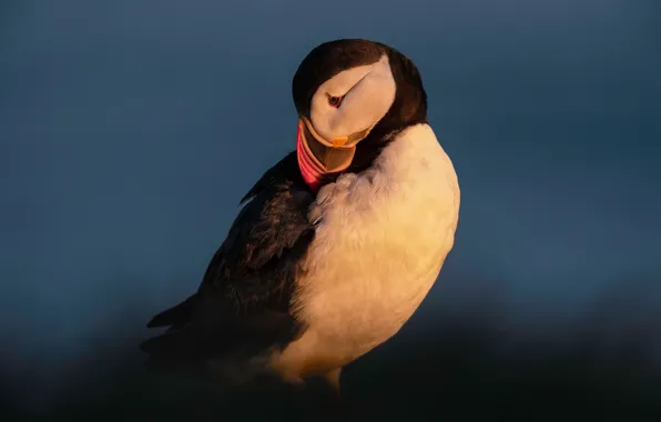 Light, night, pose, the dark background, bird, the evening, stalled