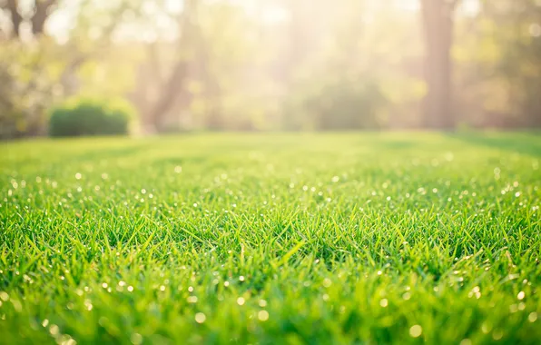 The sun, Park, Wallpaper, spring, wallpaper, lawn, park, sun