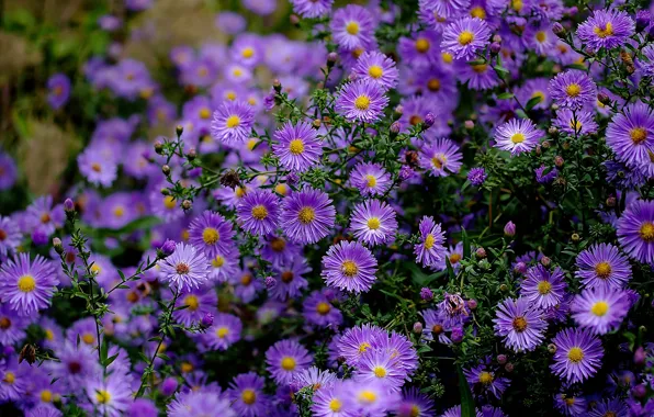 Picture the bushes, a lot, lilac, asters
