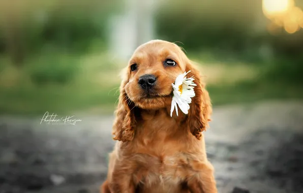 Flower, Daisy, puppy, face, bokeh, doggie, Ekaterina Kikot