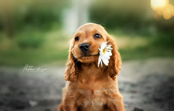 Flowers, chamomile, puppy, face, bokeh, doggie, Ekaterina Kikot
