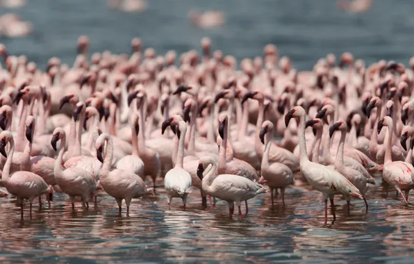 Picture birds, Flamingo, population