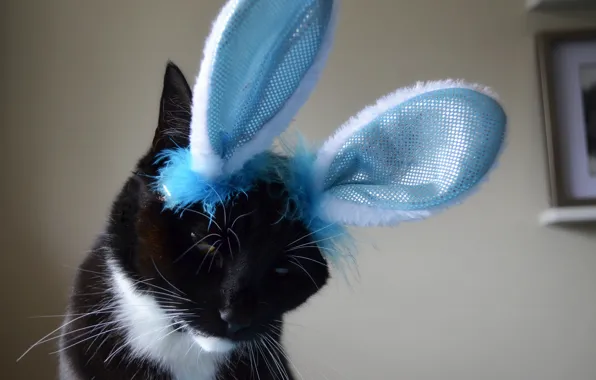 Cat, black and white, ears, the trick