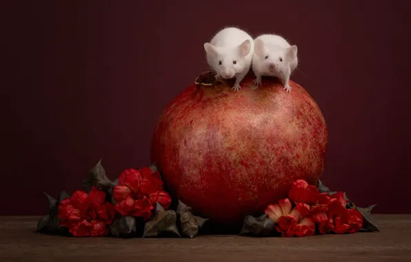 Pose, mouse, rats, white, still life, a couple, mouse, mouse