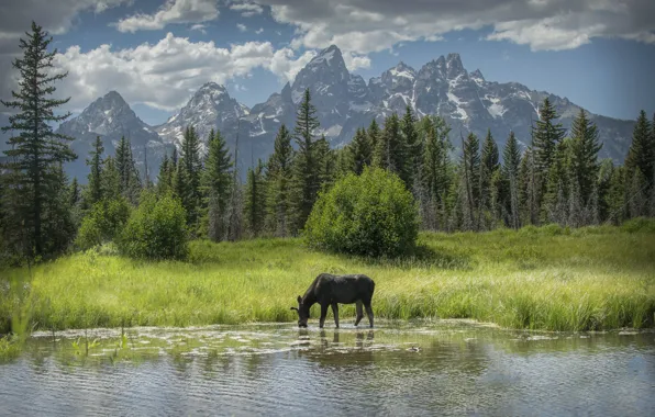 Forest, mountains, pond, moose