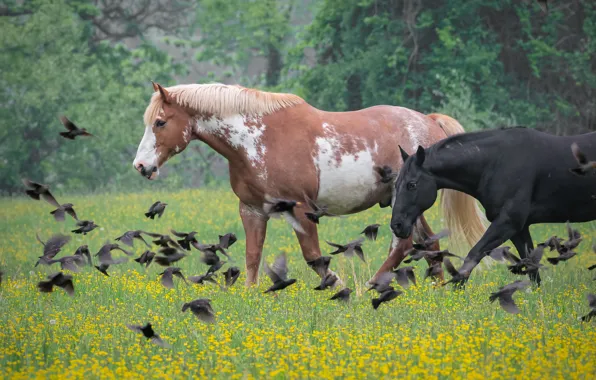 Flowers, birds, nature, horses, horse, meadow, pair, a flock of birds