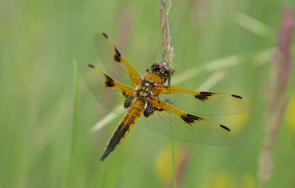 Macro, nature, green, background, dragonfly, insect, wings, spike