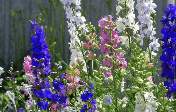 Flowerbed, delphinium, Meduzanol ©, summer 2020
