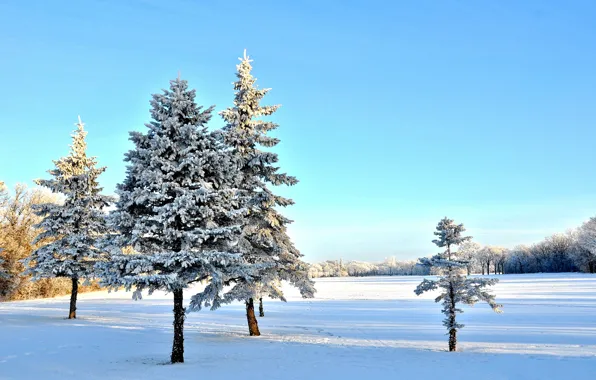 Winter, the sky, snow, trees, spruce