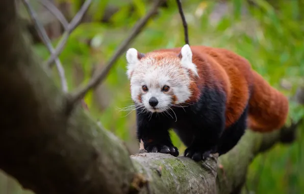 Branches, nature, green, background, tree, legs, red Panda, walk