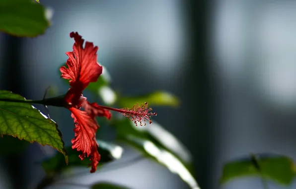 Picture flower, leaves, nature, plant, pistil, hibiscus