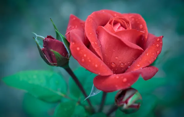 Picture red, roses, buds