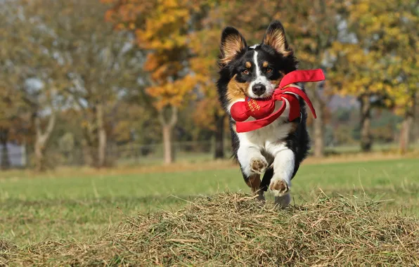 Autumn, grass, look, nature, pose, Park, glade, toy