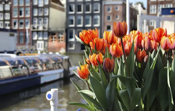 Flowers, the city, bouquet, spring, Amsterdam, tulips, orange, Holland