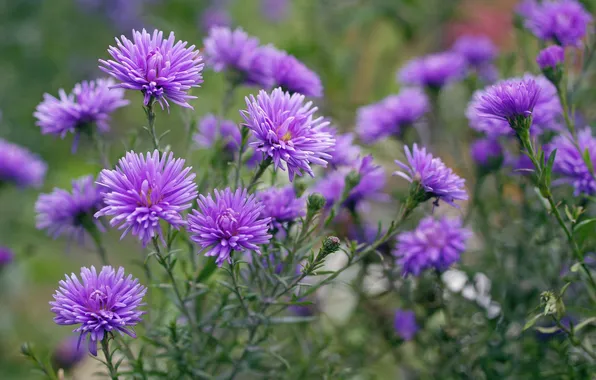 Picture purple, macro, asters