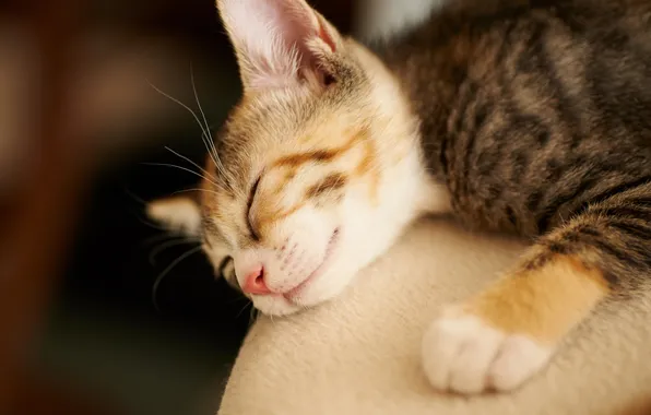 Cat, kitty, sleep, baby, sleeping, friendly
