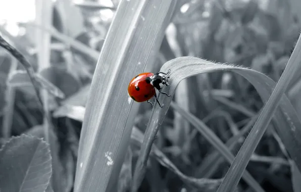 Picture leaves, macro, bug, ladybug, black and white, the sun, macro