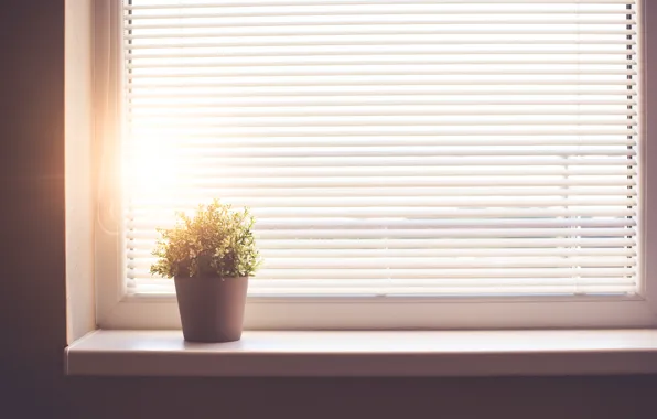 Picture flower, pot, blinds