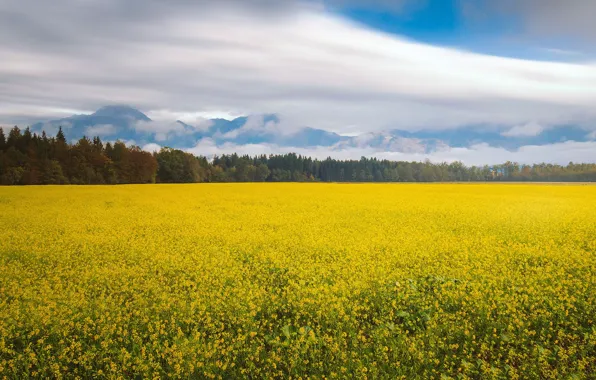Flowers, autumn, mountains, clouds, countryside, peaceful, flowers field, field of gold