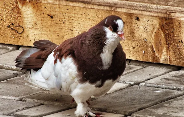 Dove, the sidewalk, motley